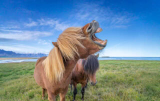 horse-dental-anatomy