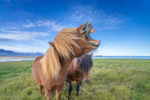 horse-dental-anatomy