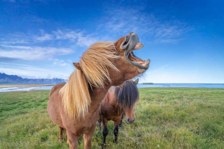 horse-dental-anatomy