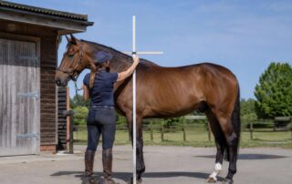 horse-height-guide