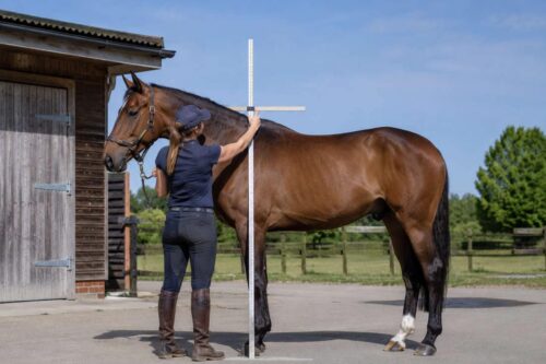 horse-height-guide