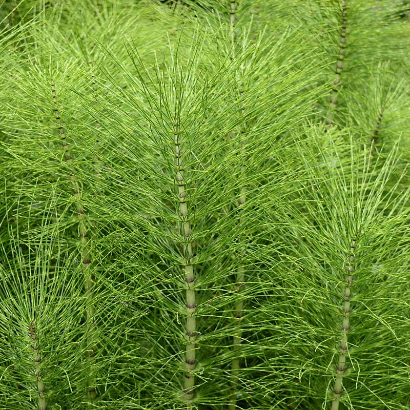 Horsetail plant