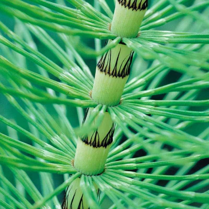 Horsetail stem