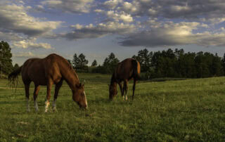 how many horses are in the world