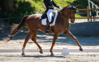 how-to-ride-a-dressage-shoulder-in