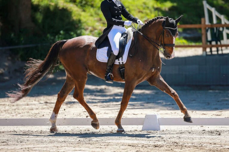 how-to-ride-a-dressage-shoulder-in