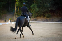 How to Ride a Half Pass: Dressage Training & Tips