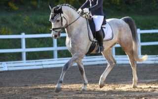 how-to-ride-a-leg-yield-in-dressage