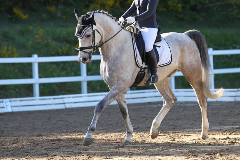 how-to-ride-a-leg-yield-in-dressage