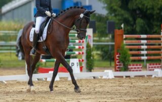 how-to-ride-a-turn-on-the-haunches-in-dressage