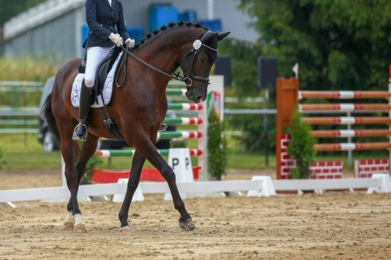 how-to-ride-a-turn-on-the-haunches-in-dressage