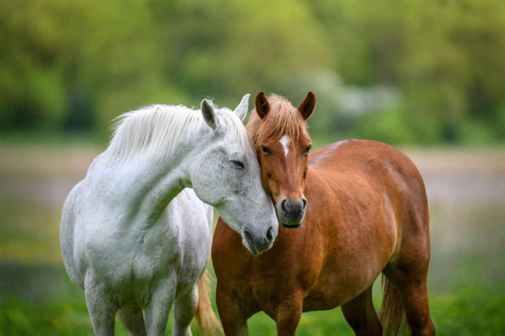 How to Support Your Horse’s Microbiome: Gut Health Tips