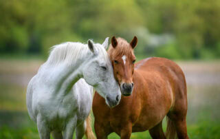 how-to-support-a-horses-gut-microbiome
