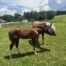 | Mad Barn USA