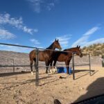 | Mad Barn USA