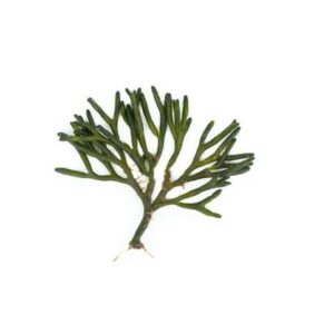 Marine-Derived Calcium