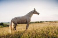 How to Prevent Laminitis in Horses: Risk Factors, Tips & Management