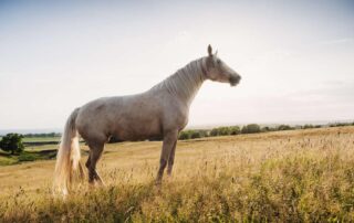 preventing-laminitis-in-horses