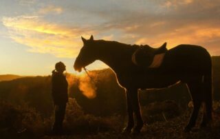 respiratory-noises-in-horses