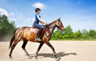 rhythm-balance-and-straightness-in-horses