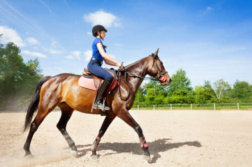 rhythm-balance-and-straightness-in-horses