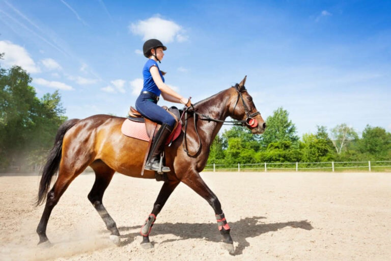 rhythm-balance-and-straightness-in-horses