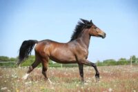 Shoulder Lameness in Horses: Anatomy, Causes, Signs, & Treatment