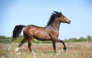 shoulder-anatomy-and-lameness-in-horses