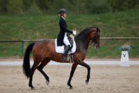 How to Train Horses to Perform Piaffe & Passage: Advanced Dressage Tips