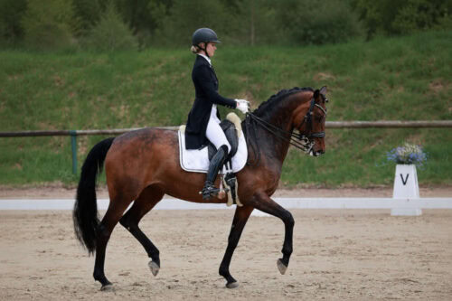 training-piaffe-and-passage-in-dressage