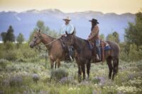 Tularemia (Rabbit Fever) in Horses: Signs, Transmission & Prevention
