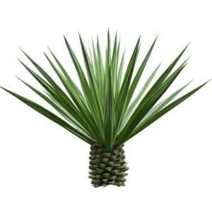 Yucca schidigera Extract