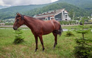 adaev-horse-breed-profile