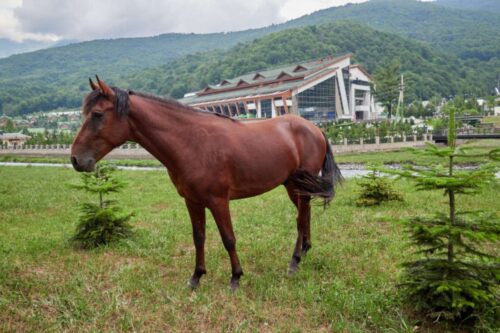 adaev-horse-breed-profile