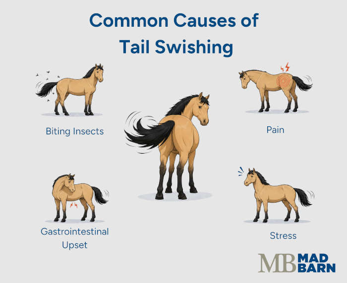illustration depicting common causes of excessive tail swishing in horses