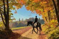 Dead-Sided Horse: Why Horses Ignore Leg Cues & How to Fix It