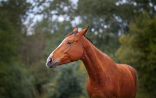 do-horses-cry
