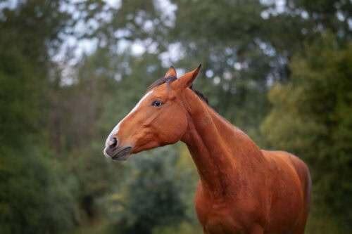 do-horses-cry