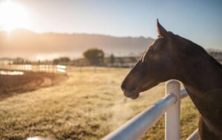 do-horses-grieve