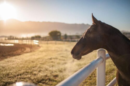 do-horses-grieve