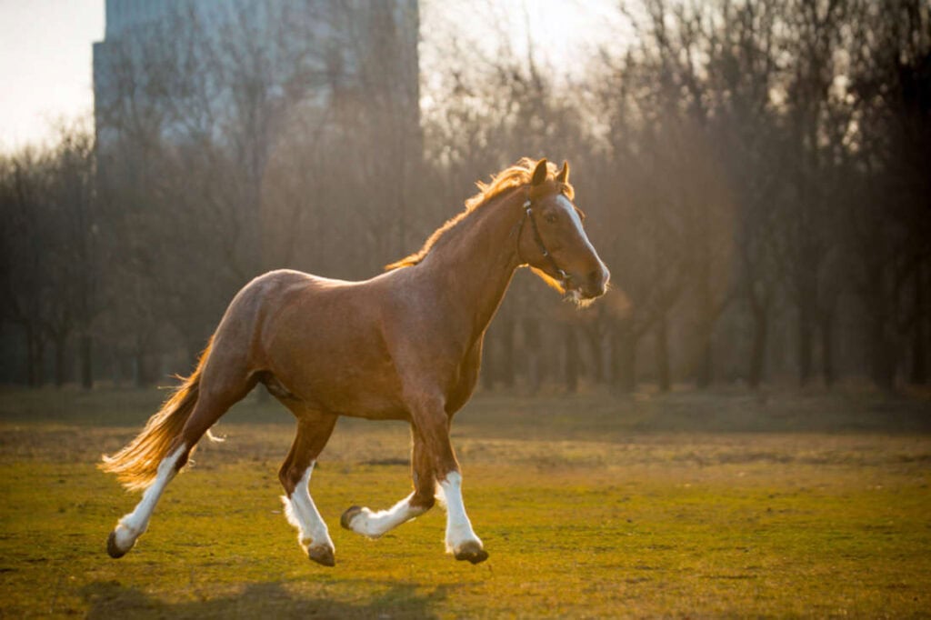 Dutch Tuigpaard Horse Breed Guide: Characteristics, Health & Nutrition