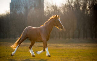 dutch-tuigpaard-breed-profile
