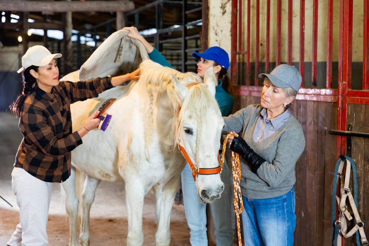 Studying Equine Science: College & University Programs, Degrees and Careers