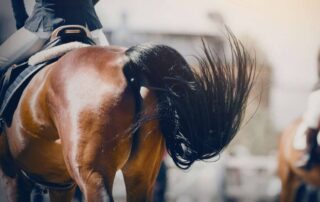 excessive-tail-swishing-in-horses