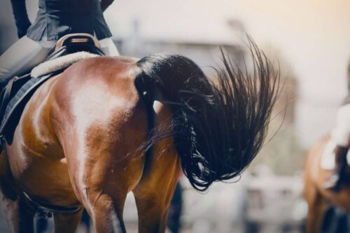 excessive-tail-swishing-in-horses