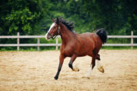 Flovent® (Fluticasone) for Horses: Uses, Side Effects & Status in Competition