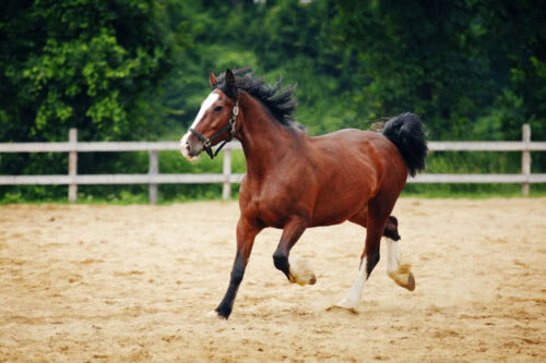 fluticasone-for-horses