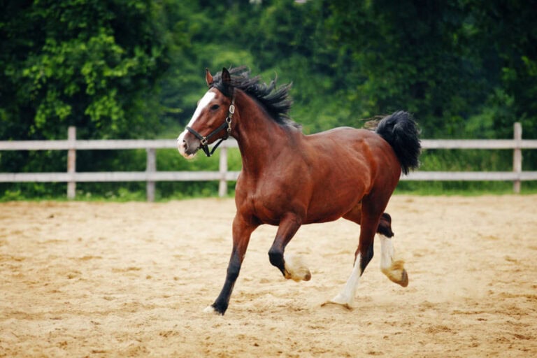 fluticasone-for-horses