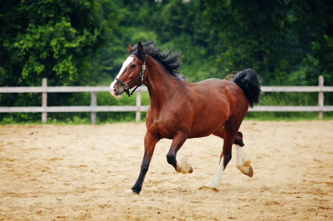 Flovent® (Fluticasone) for Horses: Uses, Side Effects & Status in Competition