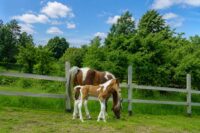 Foal Not Nursing: Causes, Emergency Signs & Treatment